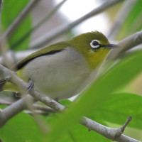 Swinhoe's White-eye
